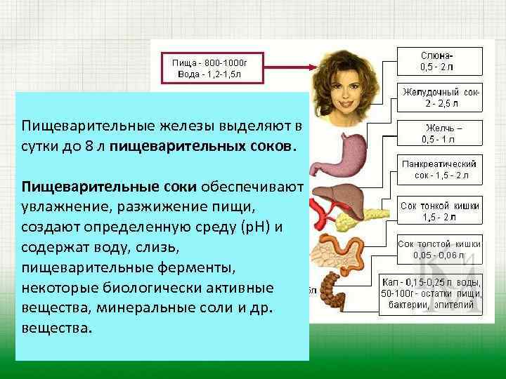 Пищеварительные железы выделяют в сутки до 8 л пищеварительных соков. Пищеварительные соки обеспечивают увлажнение,