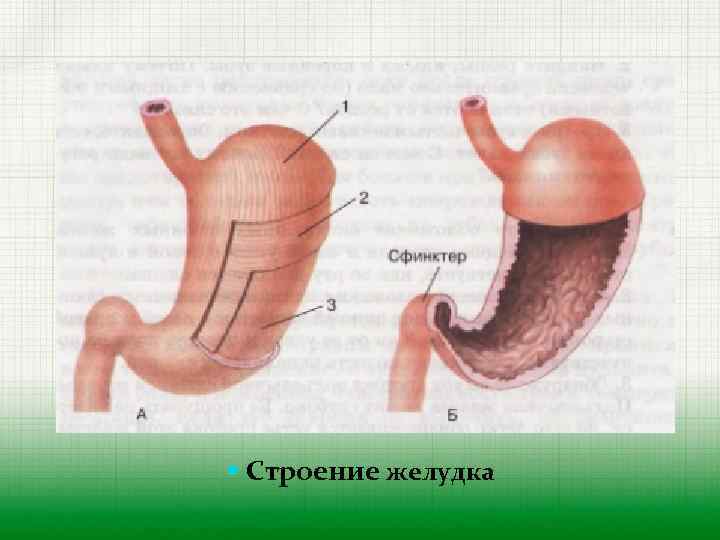 Строение желудка человека фото