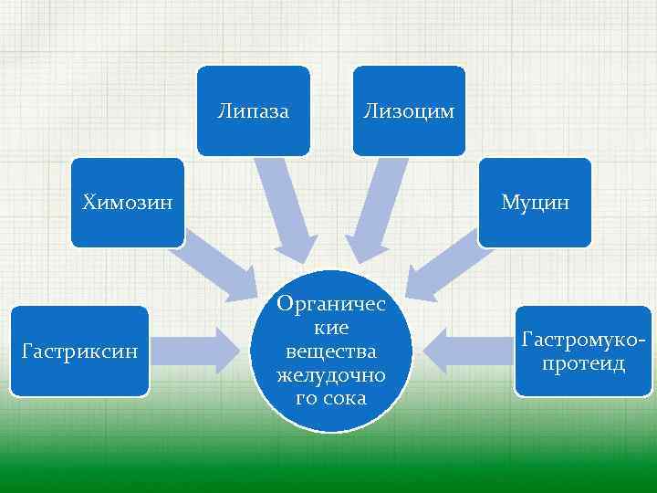 Липаза Лизоцим Химозин Гастриксин Муцин Органичес кие вещества желудочно го сока Гастромуко протеид 