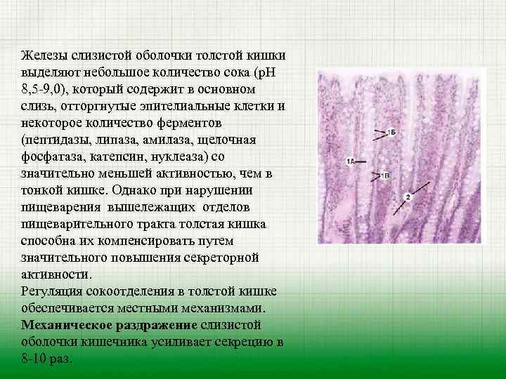 Железы слизистой оболочки толстой кишки выделяют небольшое количество сока (р. Н 8, 5 9,