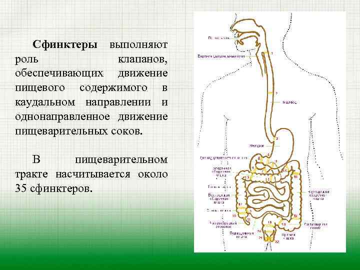 Сфинктеры выполняют роль клапанов, обеспечивающих движение пищевого содержимого в каудальном направлении и однонаправленное движение