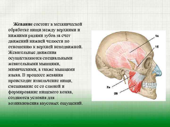 Жевание состоит в механической обработке пищи между верхними и нижними рядами зубов за счет
