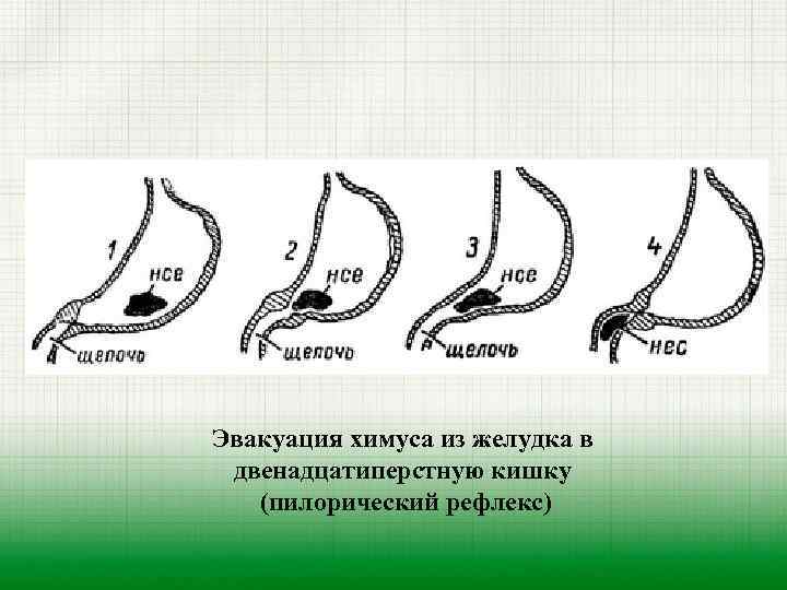 Эвакуация химуса из желудка в двенадцатиперстную кишку (пилорический рефлекс) 