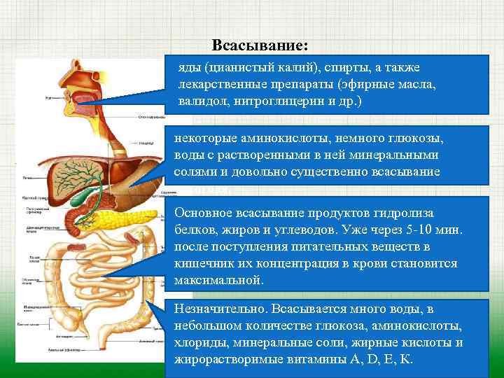 Пищеварительный тракт и обмен веществ