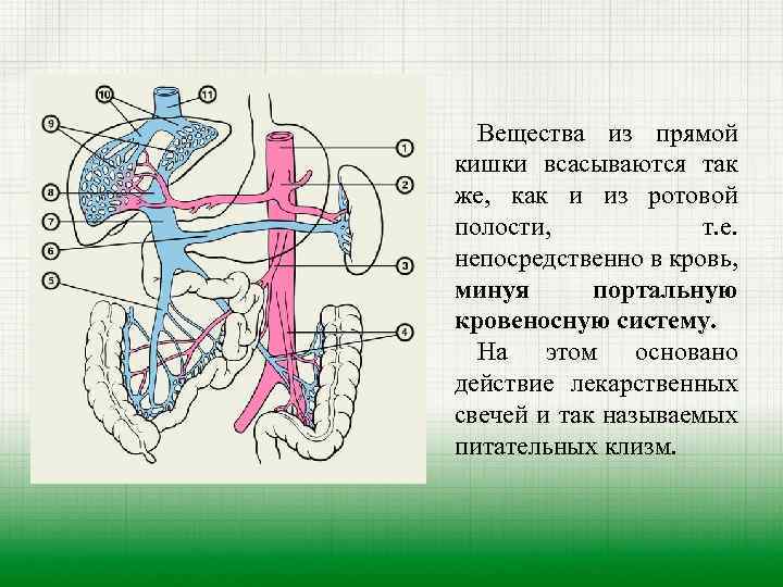 Вещества из прямой кишки всасываются так же, как и из ротовой полости, т. е.