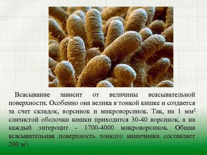 Всасывание зависит от величины всасывательной поверхности. Особенно она велика в тонкой кишке и создается