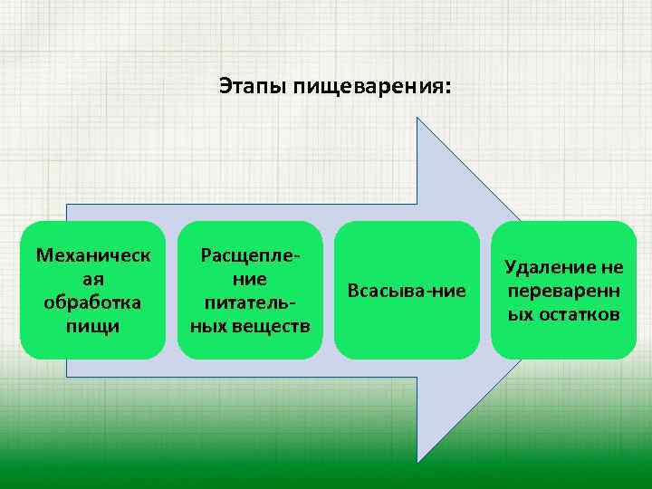 Схема пищеварения этапы