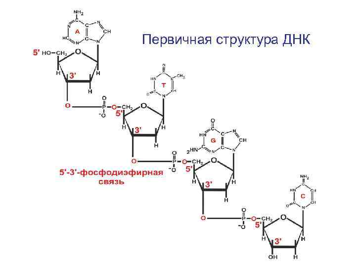 Первичная структура ДНК 