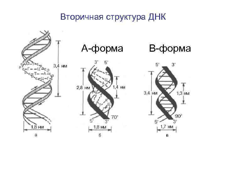 Двойная спираль. Диаметр двойной спирали ДНК. Молекулярная модель двойной спирали ДНК. Спираль ДНК схема. Строение спирали ДНК.