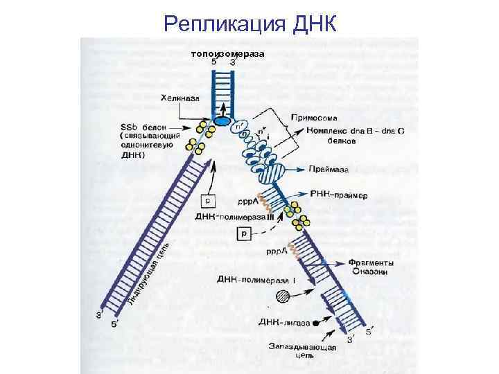 Фактор репликации. Схема репликации ДНК. Этапы репликации ДНК схема. Схема репликации ДНК лидирующая цепь. Топоизомераза ДНК схема.