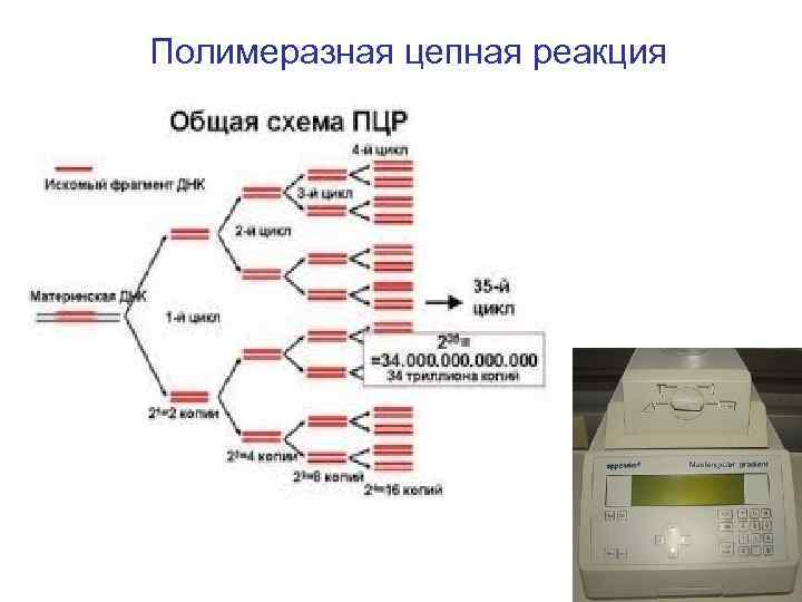 Полимеразная цепная реакция результат. Схема ДНК-полимеразной реакции. Полимеразная цепная реакция схема. . Полимеразная цепная реакция (ПЦР). Этапы. ПЦР амплификация схема.