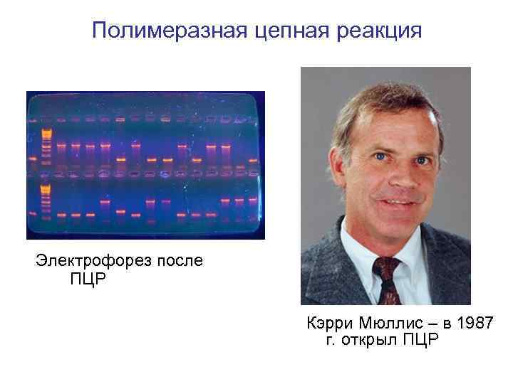 Полимеразная цепная реакция Электрофорез после ПЦР Кэрри Мюллис – в 1987 г. открыл ПЦР