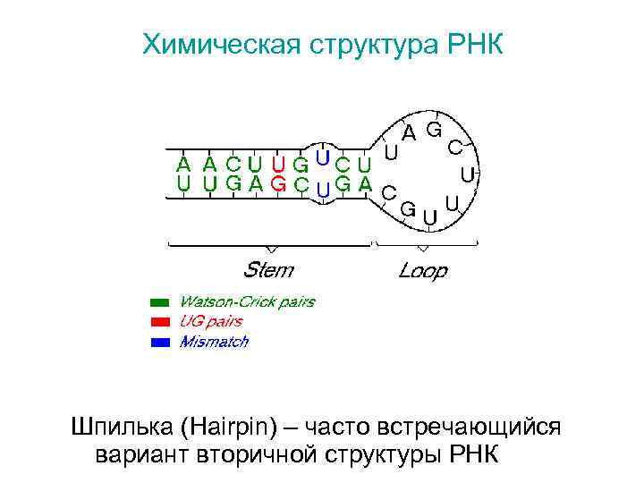 Химическая структура РНК Шпилька (Hairpin) – часто встречающийся вариант вторичной структуры РНК 