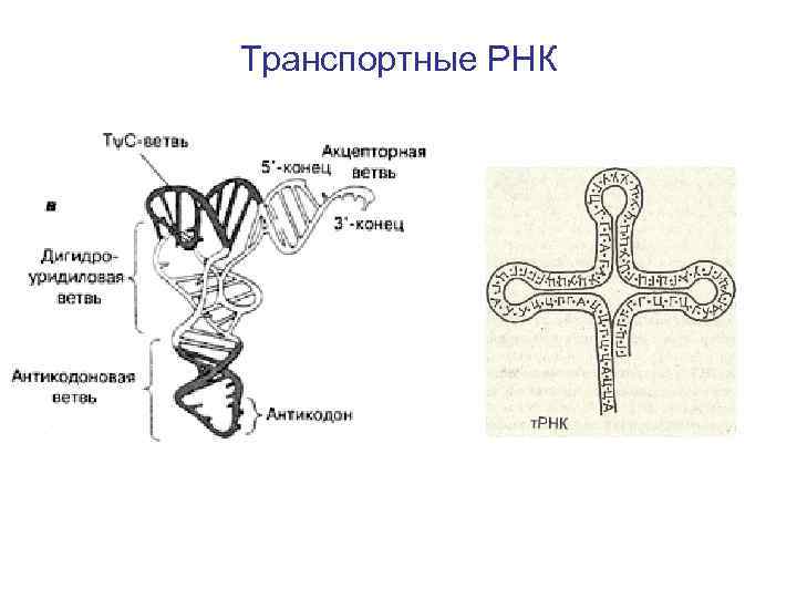 Транспортная рнк рисунок