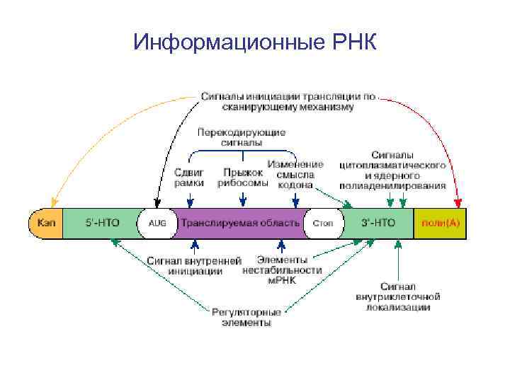 Мрнк. Структуры зрелой матричной РНК. Схема строения зрелой ИРНК. МРНК схема строения. Структура зрелой МРНК.