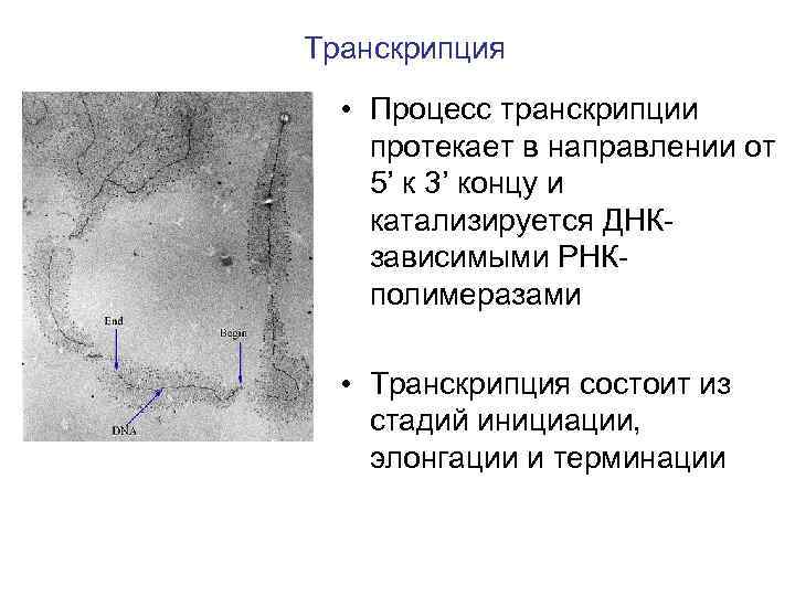 Транскрипция • Процесс транскрипции протекает в направлении от 5’ к 3’ концу и катализируется