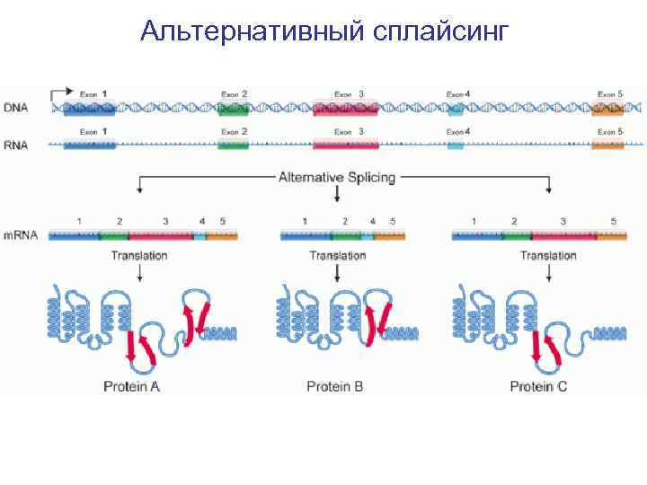 Альтернативный сплайсинг 