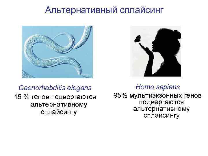 Альтернативный сплайсинг Сaenorhabditis elegans 15 % генов подвергаются альтернативному сплайсингу Homo sapiens 95% мультиэкзонных