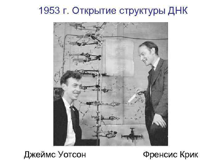 Открытые структуры днк. Френсисом криком и Джеймсом Уотсоном в 1953 году. Открытие структуры ДНК Уотсоном и криком. Структура ДНК Уотсон и крик.