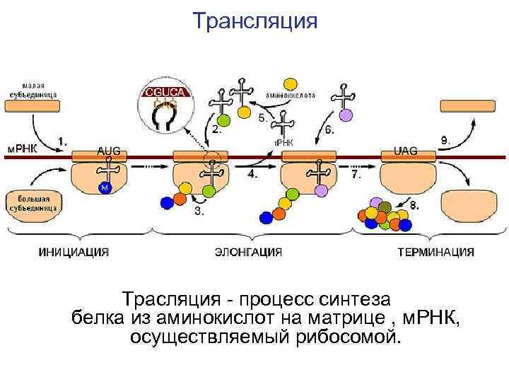 Синтез белка аминокислот рибосомы. Синтез белка аминокислоты. Процесс синтеза белка из аминокислот. Процесс синтеза белка из аминокислот на матрице. Синтез белка на МРНК.