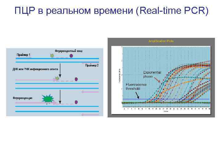 Пцр в реальном времени картинка