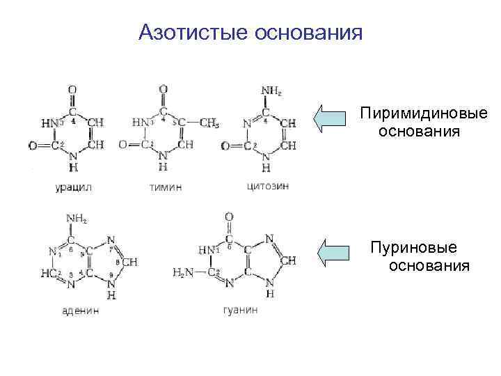 Азотистые основания входящие в днк