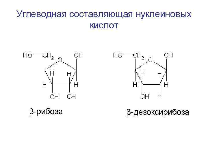 Углеводы в составе нуклеиновых кислот. Углеводный компонент нуклеиновых кислот. Углеводные компоненты нуклеиновых кислот. Углеводными компонентами нуклеиновых кислот являются. Нуклеиновые кислоты формула.