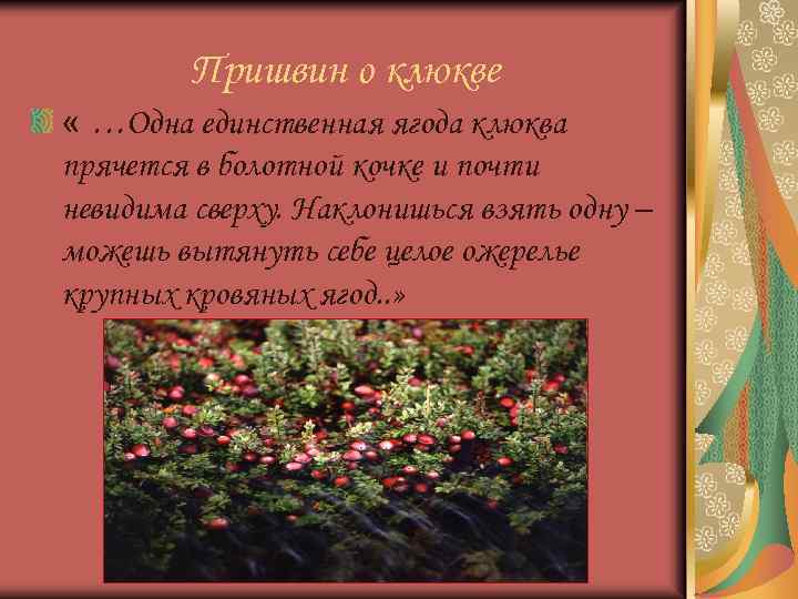 Пришвин о клюкве « …Одна единственная ягода клюква прячется в болотной кочке и почти