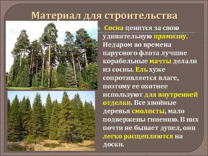 Материал для строительства Сосна ценится за свою удивительную прямизну. Недаром во времена парусного флота