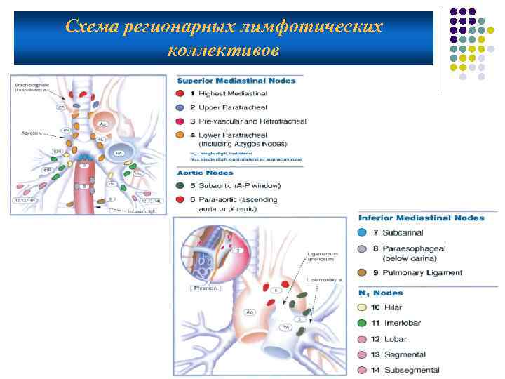 Схема регионарных лимфотических коллективов 9 