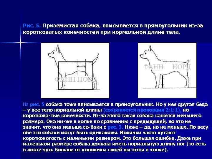 Рис. 5. Приземистая собака, вписывается в прямоугольник из-за коротковатых конечностей при нормальной длине тела.