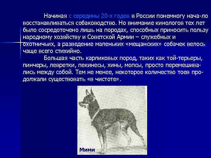 Начиная с середины 20 -х годов в России понемногу нача-ло восстанавливаться собаководство. Но внимание