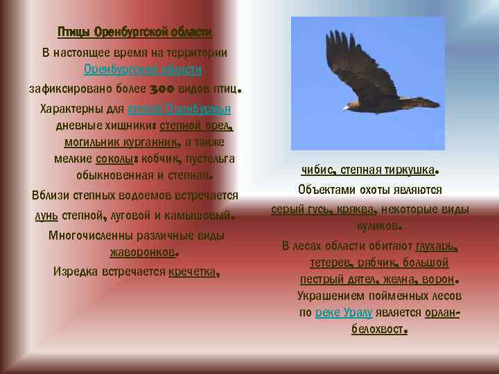 Проект птицы оренбургской области