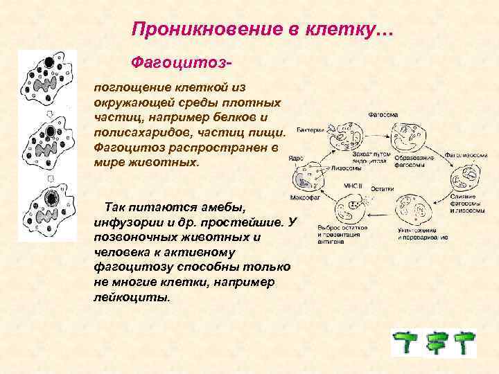  Проникновение в клетку… Фагоцитозпоглощение клеткой из окружающей среды плотных частиц, например белков и