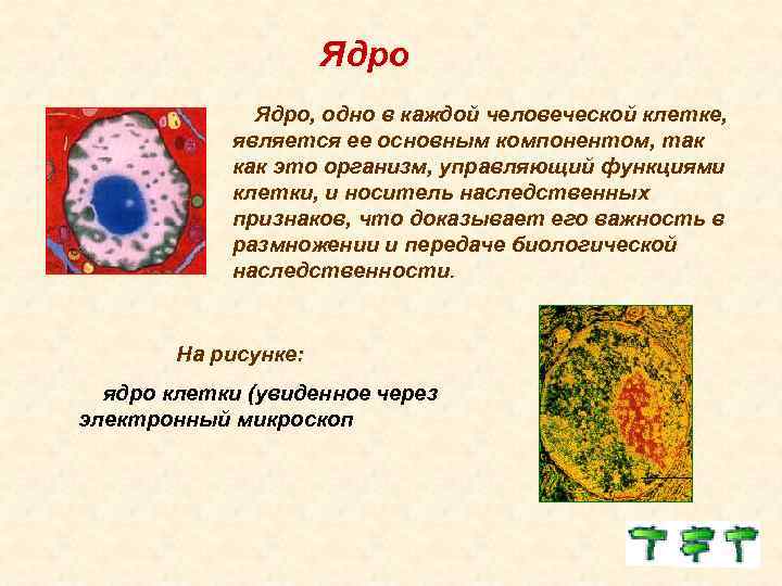 Ядро, одно в каждой человеческой клетке, является ее основным компонентом, так как это организм,