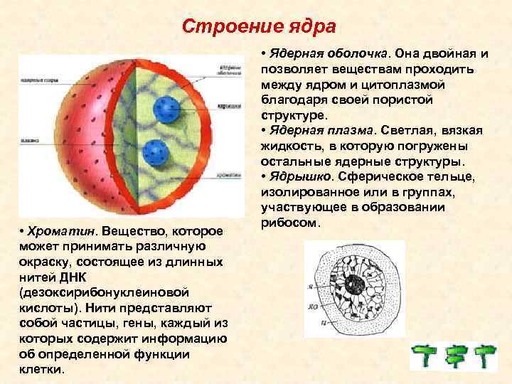 Строение ядра • Хроматин. Вещество, которое может принимать различную окраску, состоящее из длинных нитей