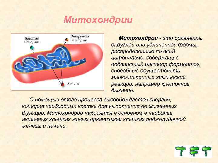 Митохондрии - это органеллы округлой или удлиненной формы, распределенные по всей цитоплазме, содержащие водянистый