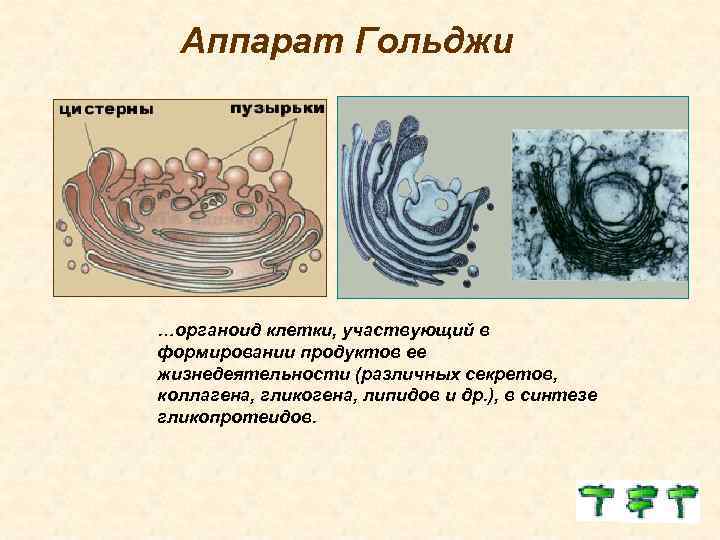 Аппарат Гольджи …органоид клетки, участвующий в формировании продуктов ее жизнедеятельности (различных секретов, коллагена,