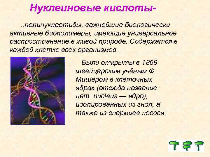 Нуклеиновые кислоты…полинуклеотиды, важнейшие биологически активные биополимеры, имеющие универсальное распространение в живой природе. Содержатся в