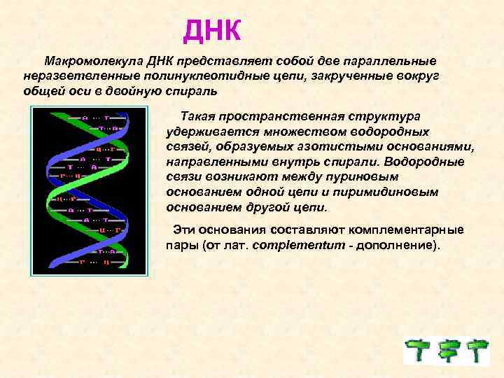 ДНК Макромолекула ДНК представляет собой две параллельные неразветвленные полинуклеотидные цепи, закрученные вокруг общей оси