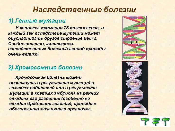 Наследственные болезни 1) Генные мутации У человека примерно 75 тысяч генов, и каждый ген