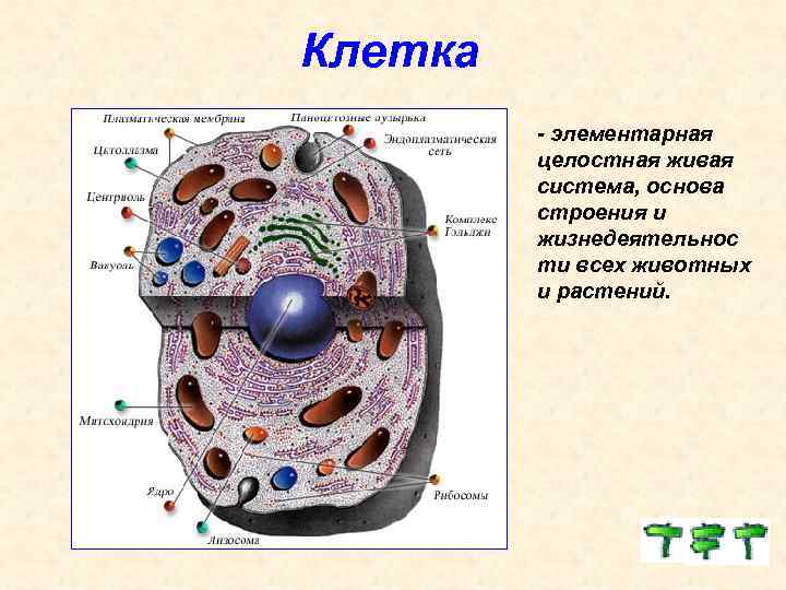 Клетка - элементарная целостная живая система, основа строения и жизнедеятельнос ти всех животных и