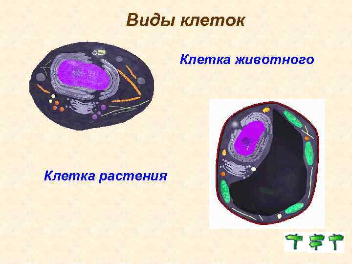 Виды клеток Клетка животного Клетка растения 