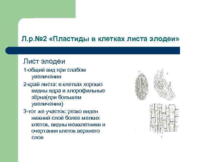 Л. р. № 2 «Пластиды в клетках листа элодеи» Лист элодеи 1 -общий вид