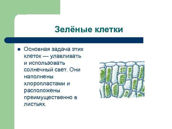 Зелёные клетки l Основная задача этих клеток — улавливать и использовать солнечный свет. Они