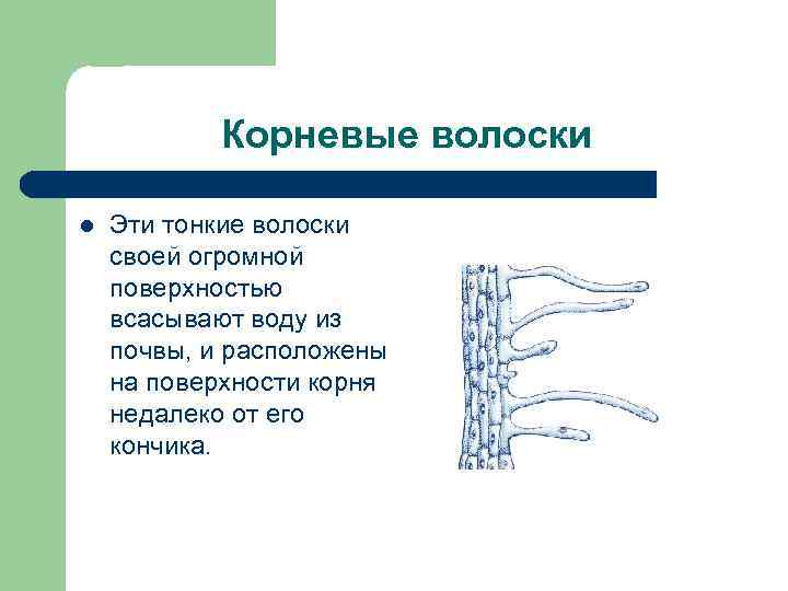 Корневые волоски l Эти тонкие волоски своей огромной поверхностью всасывают воду из почвы, и