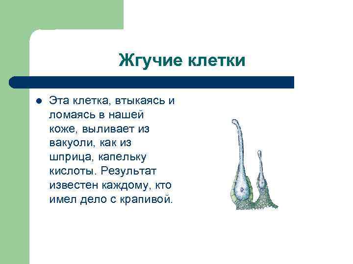 Жгучие клетки l Эта клетка, втыкаясь и ломаясь в нашей коже, выливает из вакуоли,