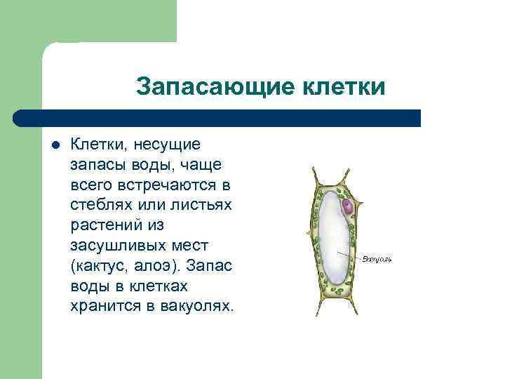 Запасающие клетки l Клетки, несущие запасы воды, чаще всего встречаются в стеблях или листьях