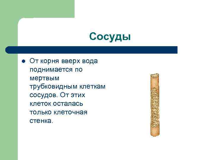 Сосуды l От корня вверх вода поднимается по мертвым трубковидным клеткам сосудов. От этих