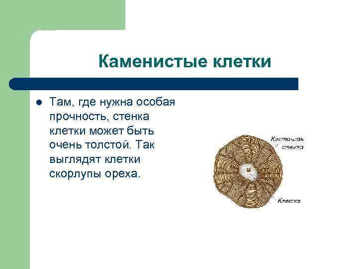 Каменистые клетки l Там, где нужна особая прочность, стенка клетки может быть очень толстой.